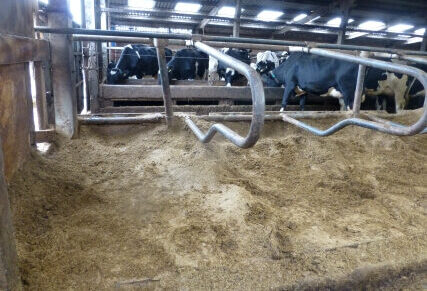 Green bedding on mats (320)