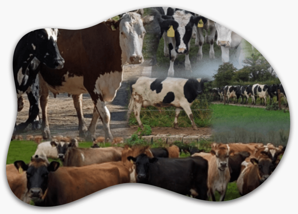 cow montage blob